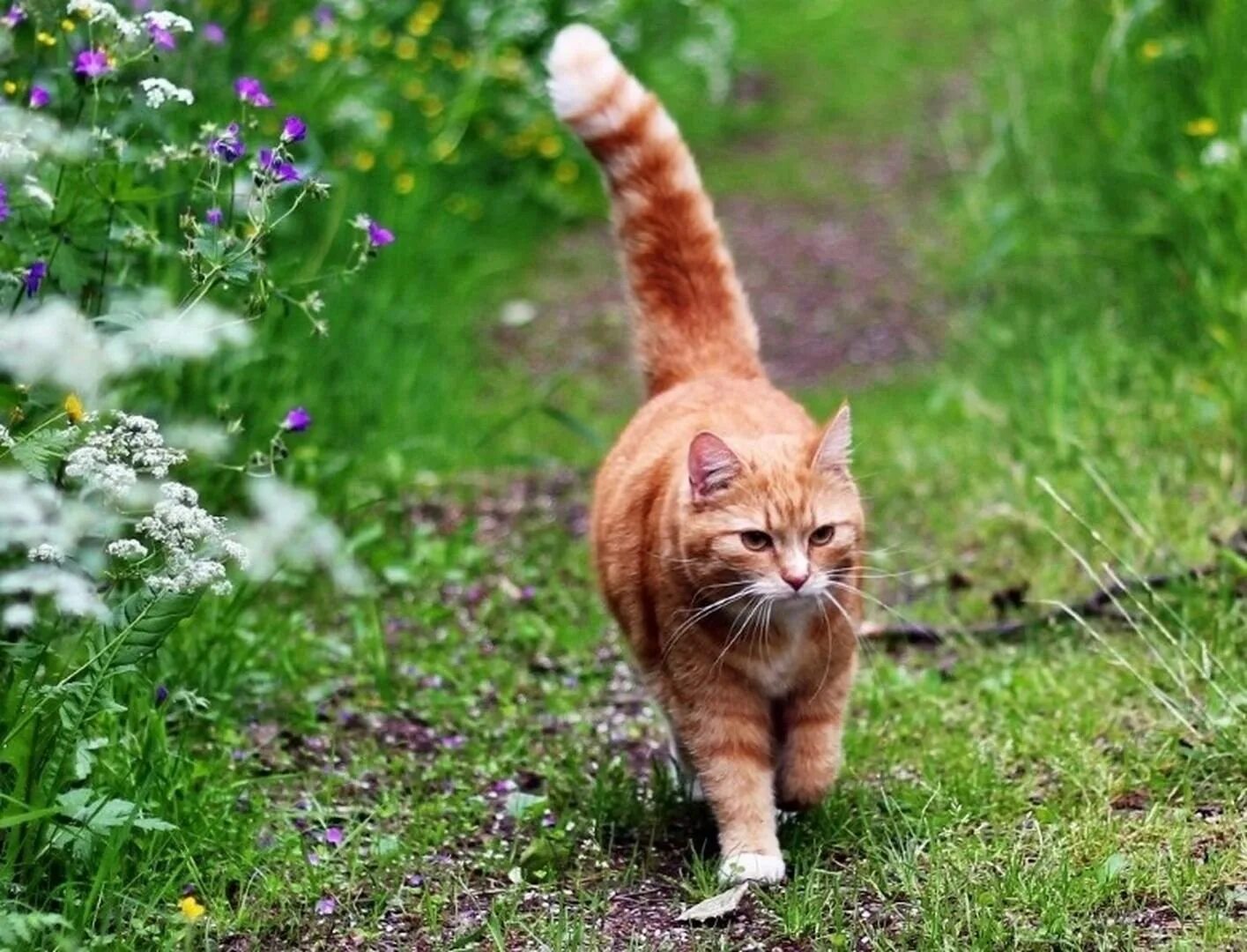 Прогулка котика