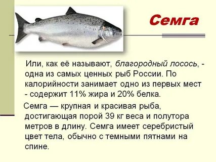 Горбуша это красная рыба или нет