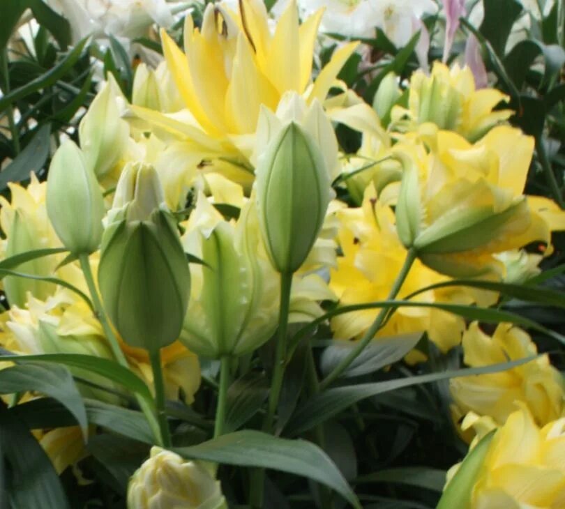 Exotic sun. Лилия exotic sun (экзотик сан). лилия lilium exotic sun. лилия махровая желтая экзотик сан. лилия азиатская экзотика сан.