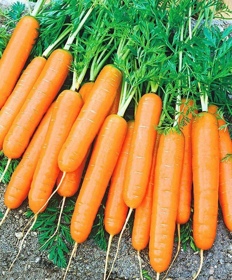 Морковь шантанэ роял. Морковь png. Морковь. Морковь грибовчанин. Интересные морковки.