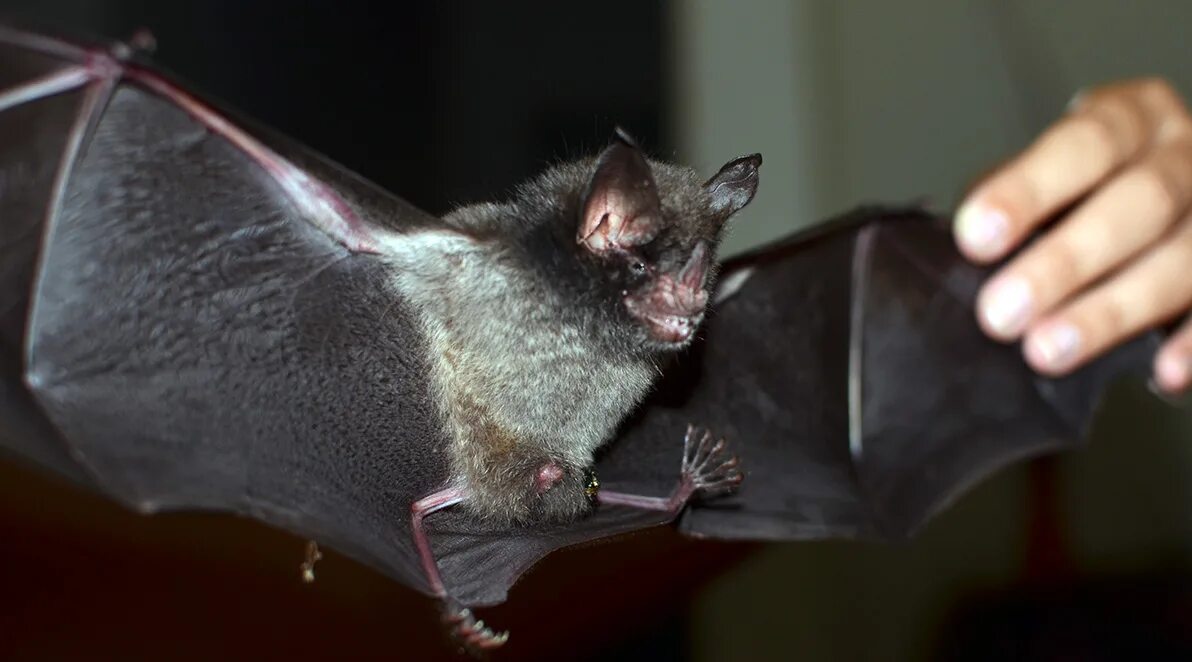 Летучие мыши в санкт петербурге. Летучие мыши в петербурге. Летучие мыши в санкт петербурге. Летучие мыши в питере. Летучая мышь в россии.