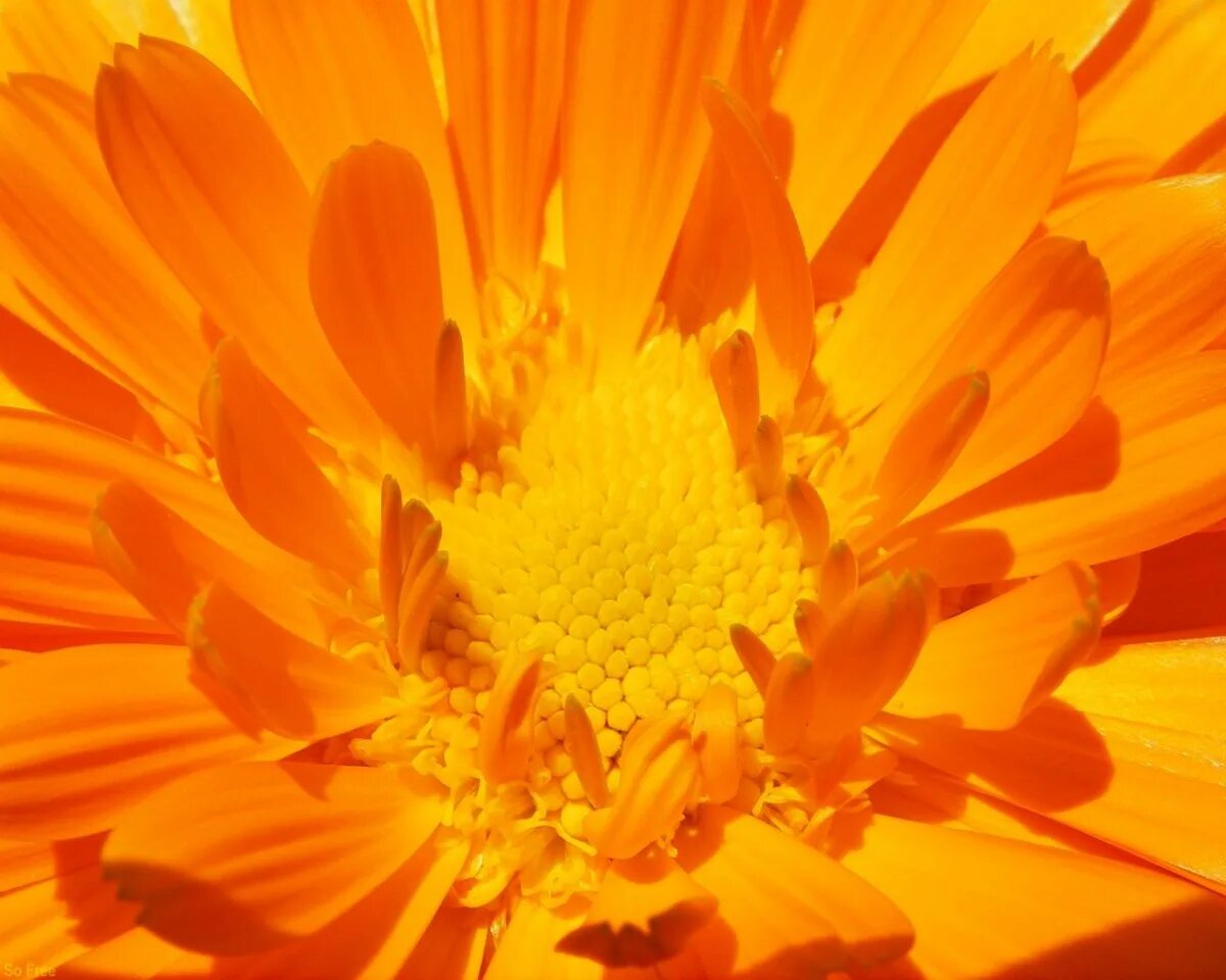 Календула Коста Лайт Еллоу. Оранжевые цветы. Желто оранжевые цветы. Красивый оранжевый цвет.