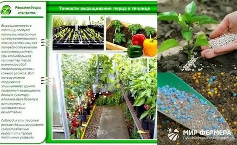 Перец подкормка в теплице во время плодоношения