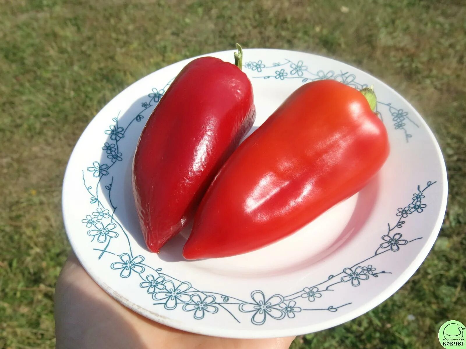 перец сорт винни пух. перец сладкий винни пух. перец винни пух гавриш. суперранний сорт перца сладкого. перец сладкий винни пух.