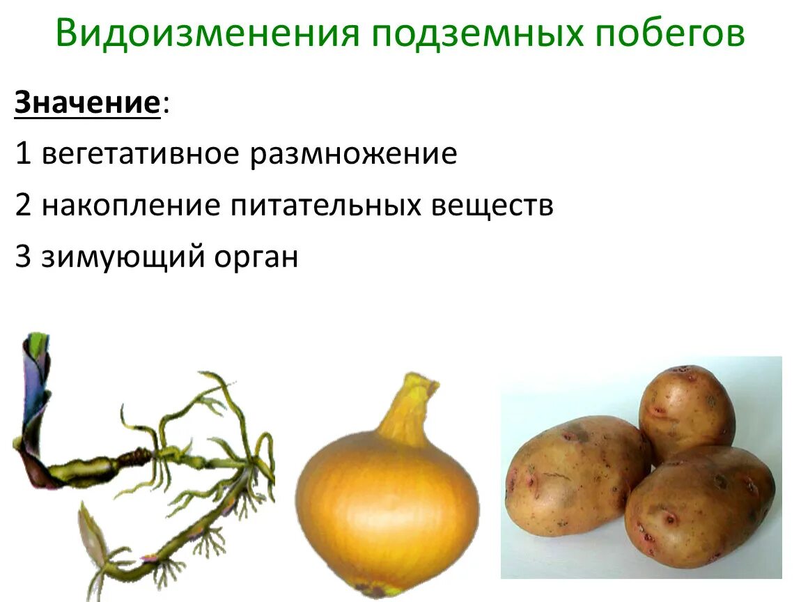 Бесполые формы размножения Открытая биология. Учебник