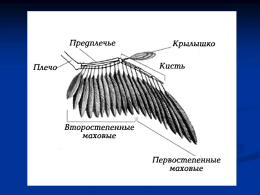 Строение крыла. Крыло птицы строение. Структура птичьего крыла. Строение махового крыла. Расположение перьев у птиц