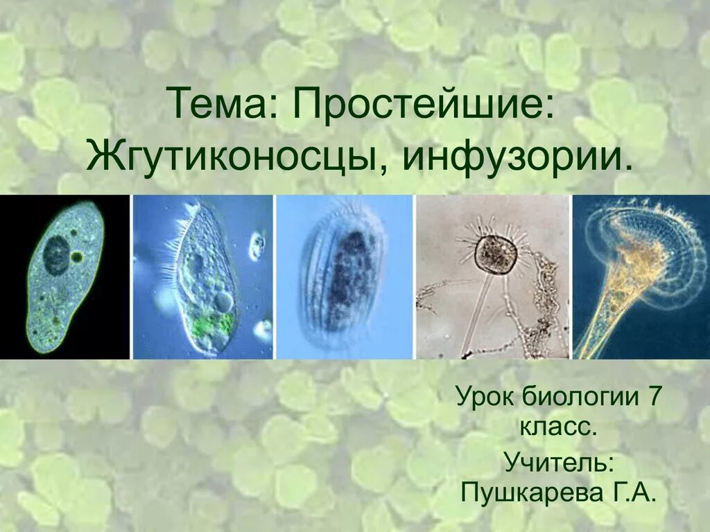 Среда обитания инфузории туфельки. Многообразие простейших паразитические простейшие. Одноклеточные растения животные и грибы. Одноклеточные животные эвглена зеленая. Среда обитания инфузории.