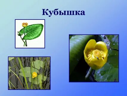 Растение пресного водоема 4 класс окружающий мир