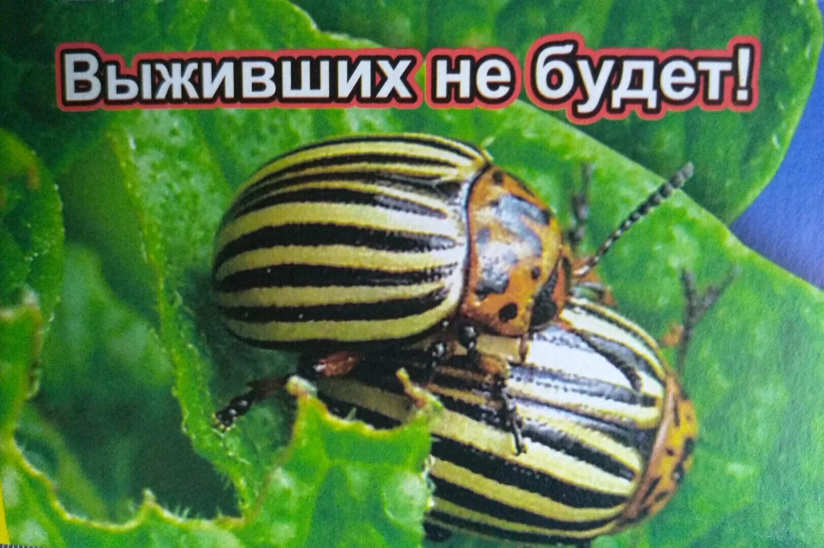Будет ли картошка если жук съел ботву. Колорадский жук на картофеле. строение колорадского жука. по полю шагает колорадский жук. колорадский жук картинки.
