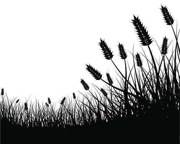 Графический пейзаж фермы. Поле вектор силуэт. Поле силуэт. Полевые травы силуэт. Силуэт луговых трав на прозрачном фоне.