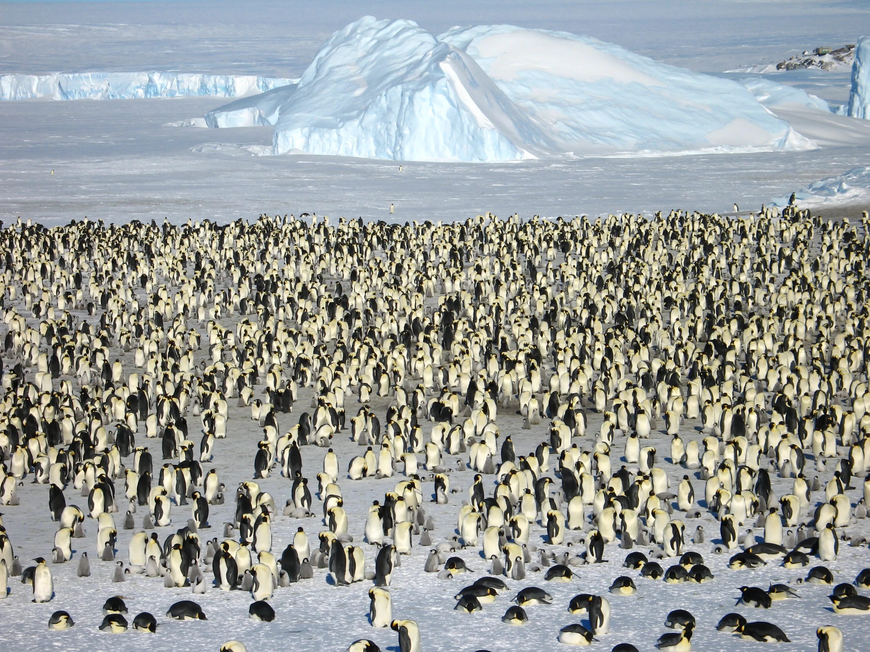 Императорский Пингвин в Антарктиде. Колония пингвинов в Антарктиде. Колония императорских пингвинов в Антарктиде. Стая пингвинов в Антарктиде. В середине 20 века антарктида для многих