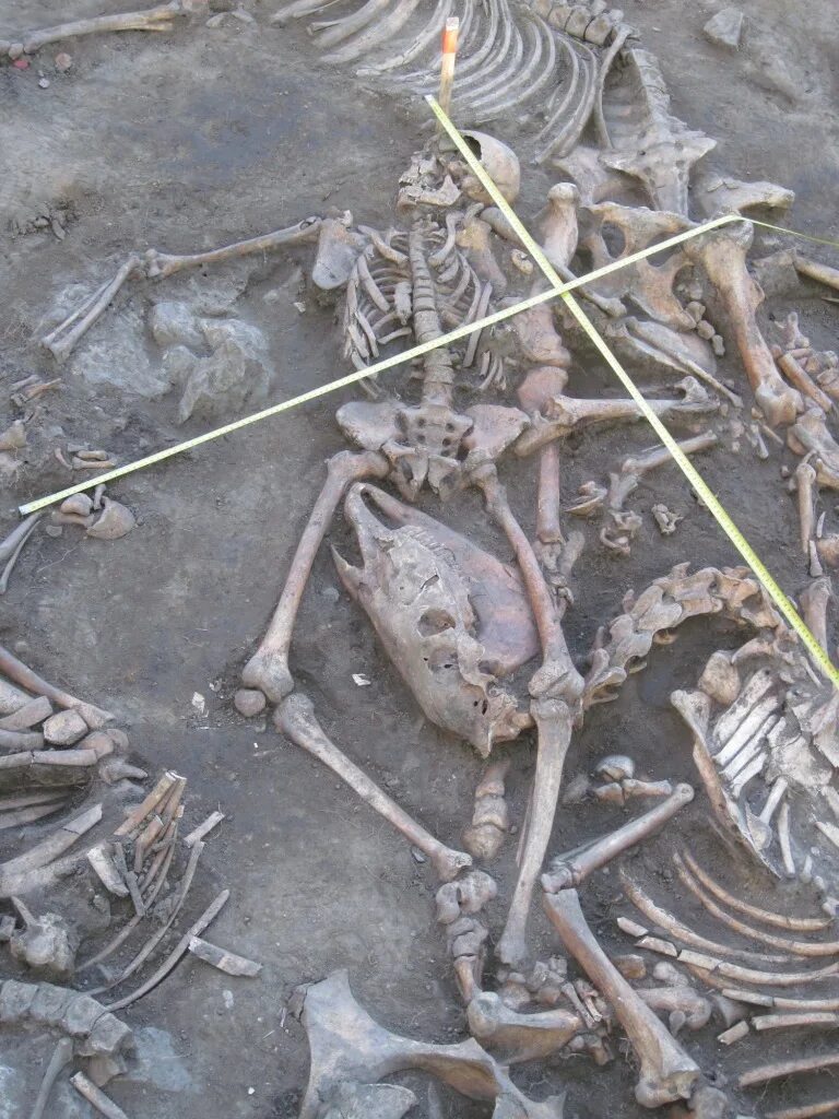 войны 1812 могилы раскопки. найденное на полях сражения. находки бородинского сражения. военная археология вов. раскопки на бородинском поле по войне 1812 года.