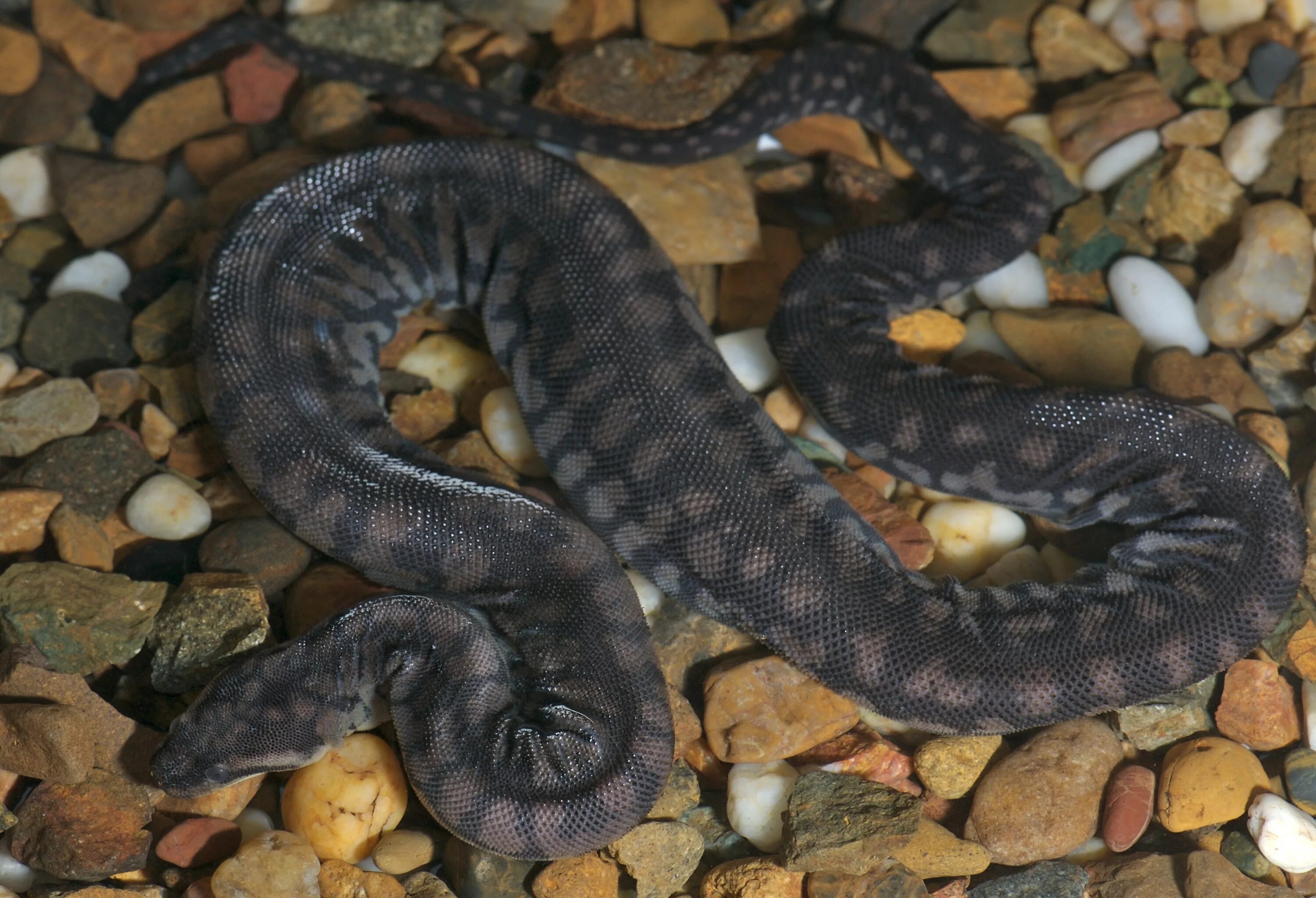 Арафурская бородавчатая змея. Индийская бородавчатая змея. Acrochordus arafurae. Яванская бородавчатая змея, или змея-слоновый хобот. Слоновая змея