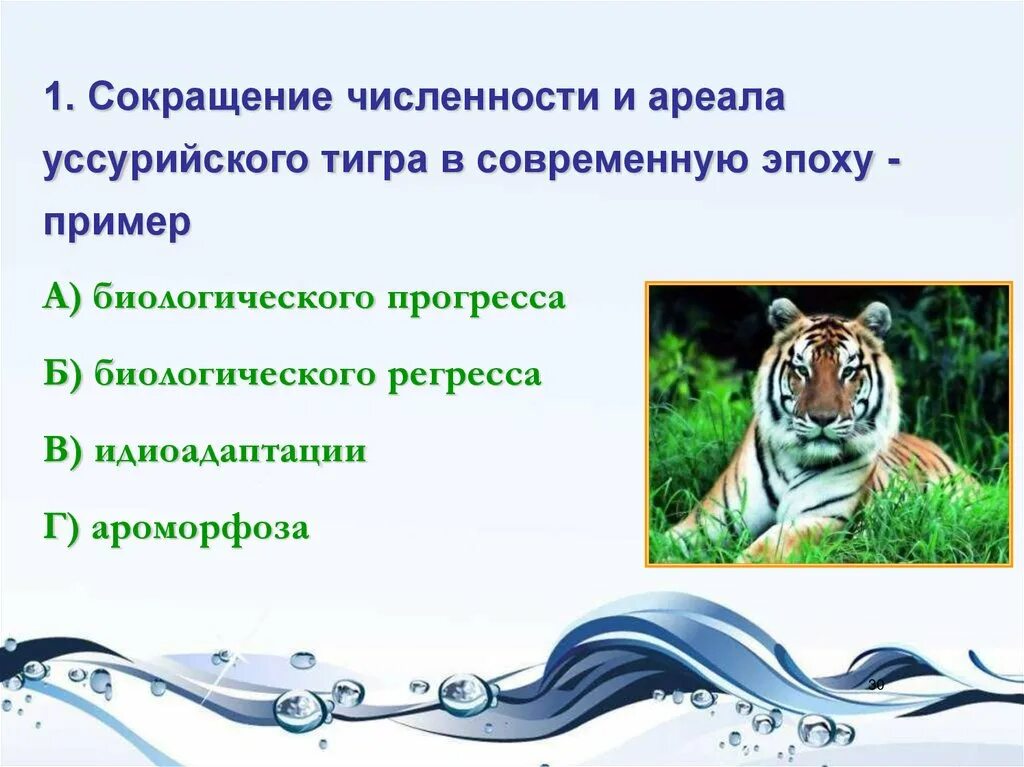 Уссурийский тигр биологический прогресс. Направления биологического регресса. Прогресс в биологии. Идиоадаптация у животных таблица. Биологический Прогресс и регресс примеры.
