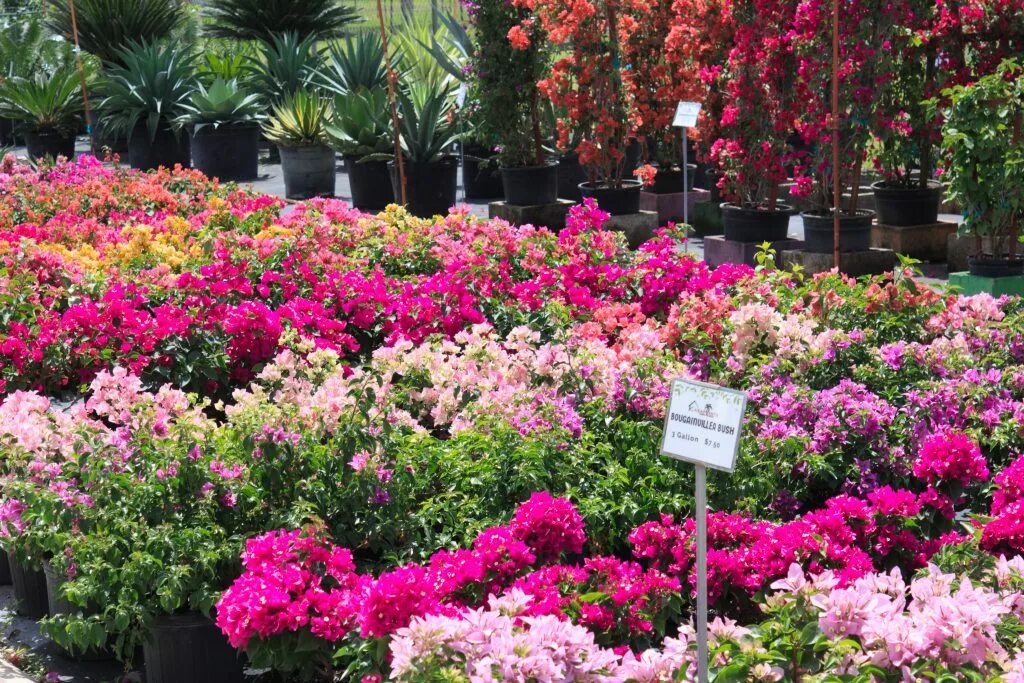 оранжеровка