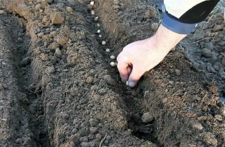 Когда сажать лук под зиму в татарстане. Лук для посадки под зиму.