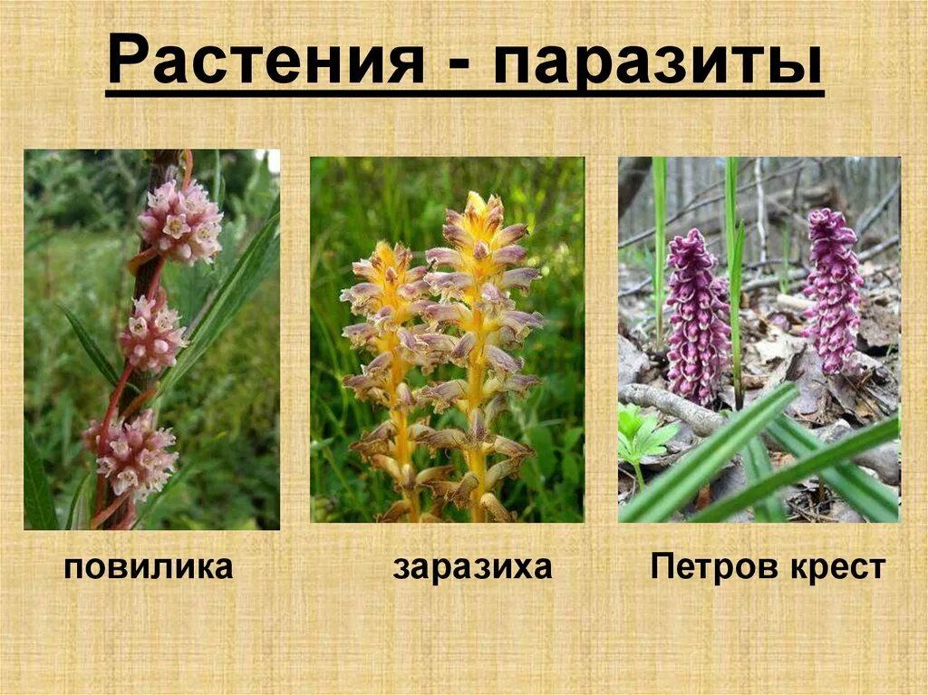 Растение паразитирующее. Повилика и заразиха. повилика заразиха петров крест. растения паразиты повилика заразиха. заразиха растение петров крест.
