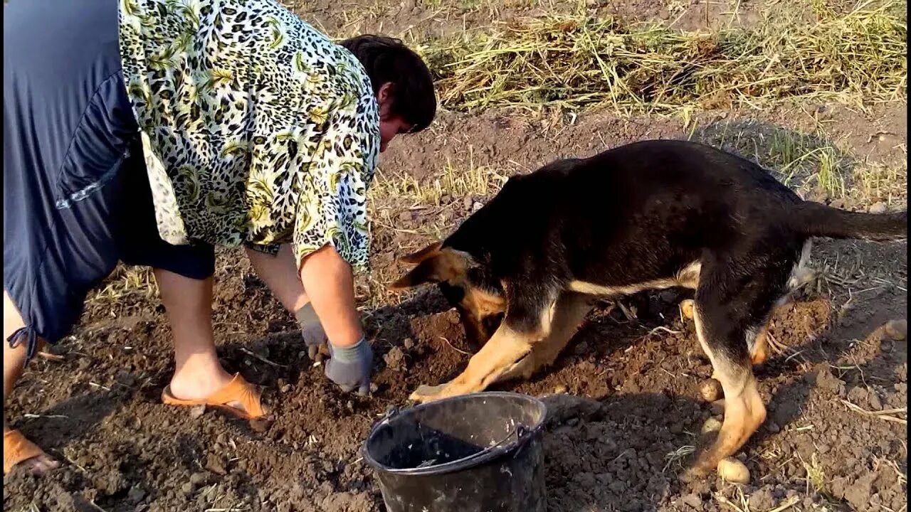 Собака копает. Собака роет. Картофель и собака. Собака копает огород.