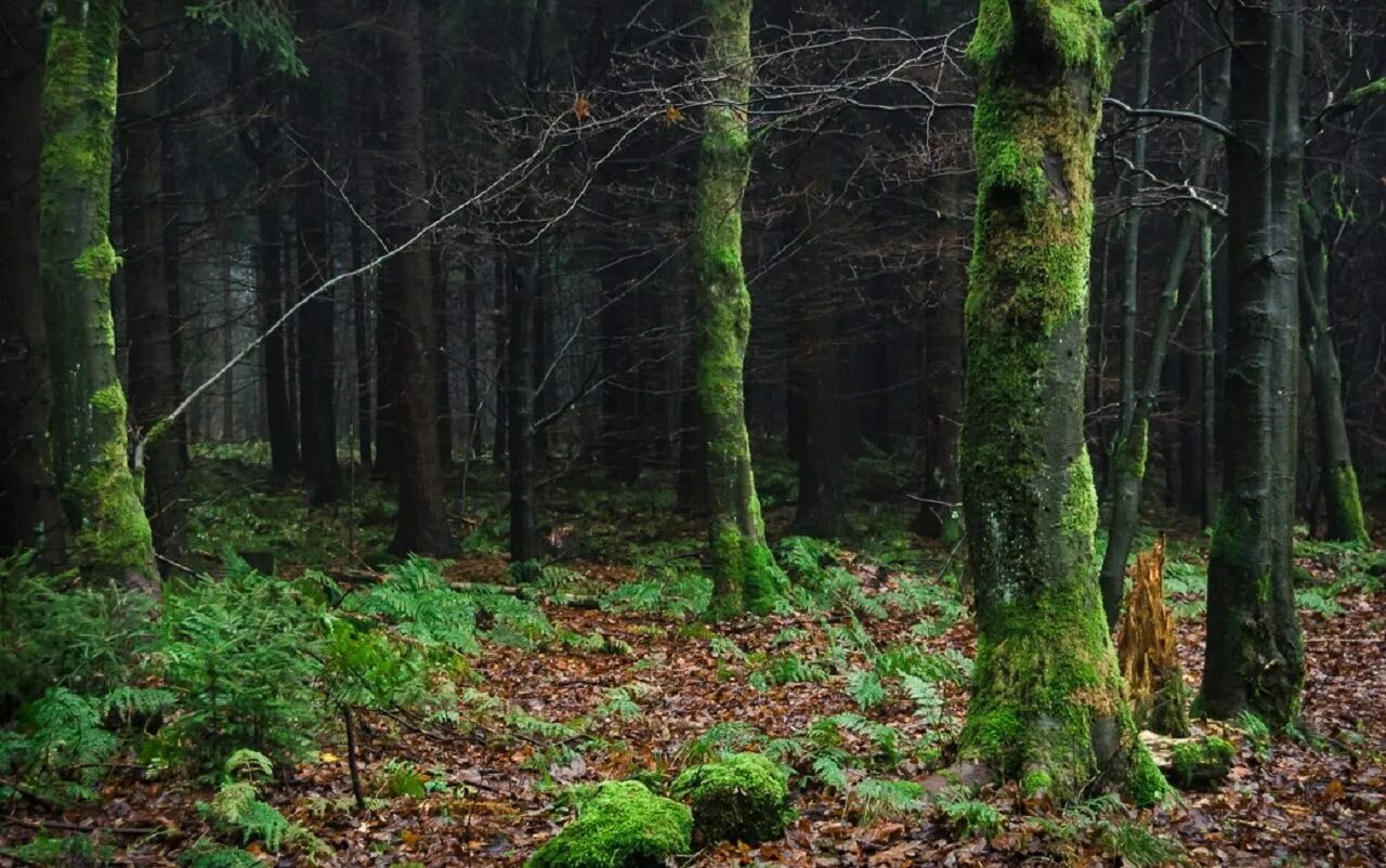 Невероятный лес. Малахитовый лес. Фото леса. Лесная чаща. Чаща леса.