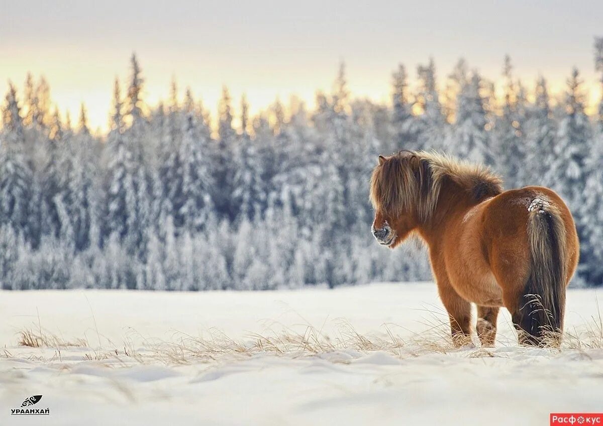 Якутский конь с украшениями. Саха ата. Саха ата якутская лошадь. Верхоянская лошадь. Якутская лошадь соловая.
