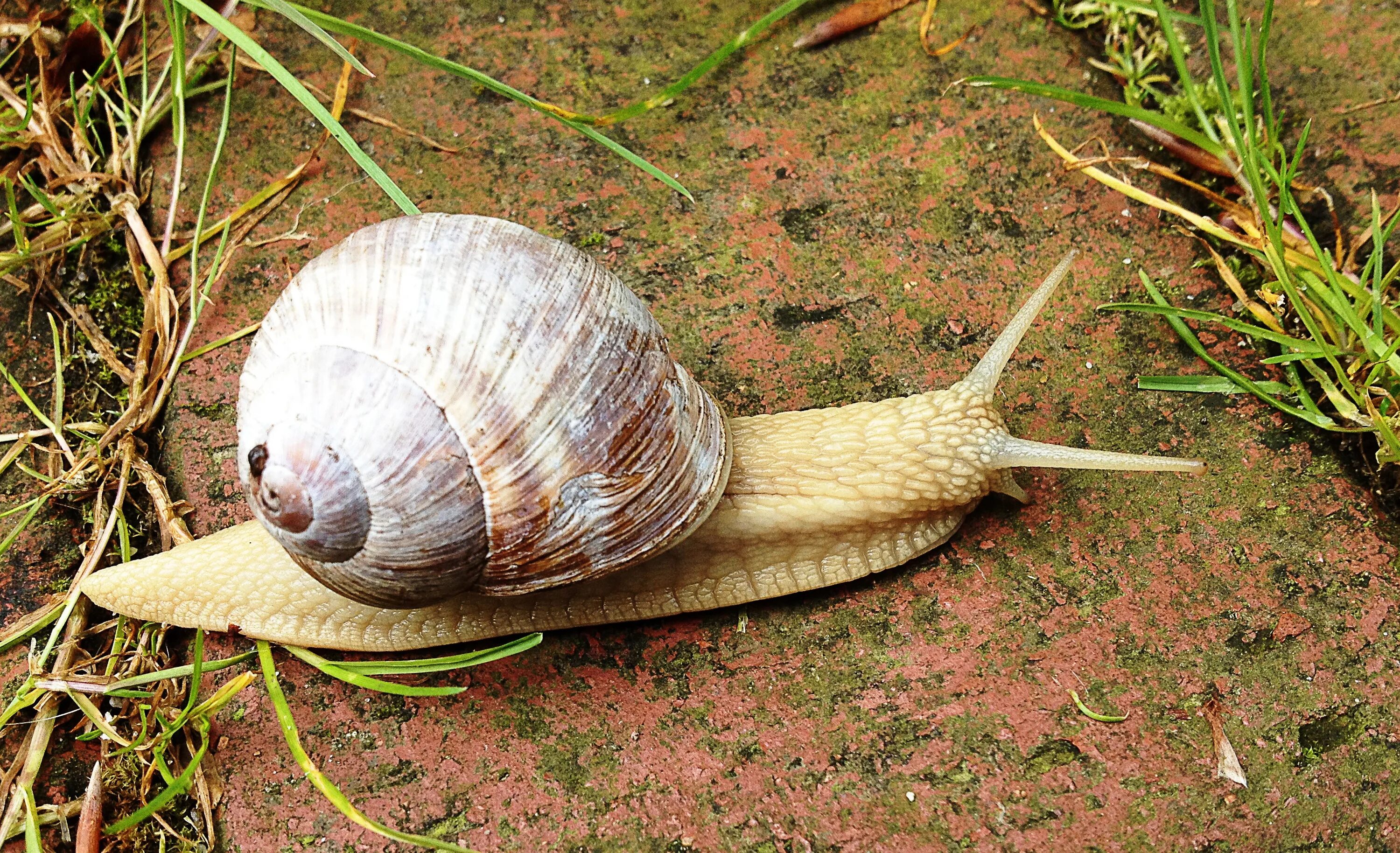 Морская улитка. Ракушка улитки. Лунная улитка. Морские брюхоногие. Snail natural