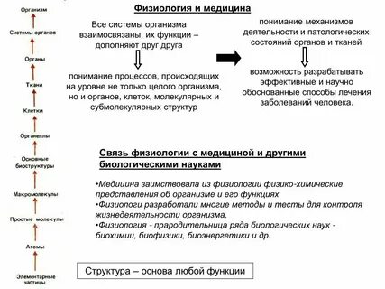 12 физиологических систем