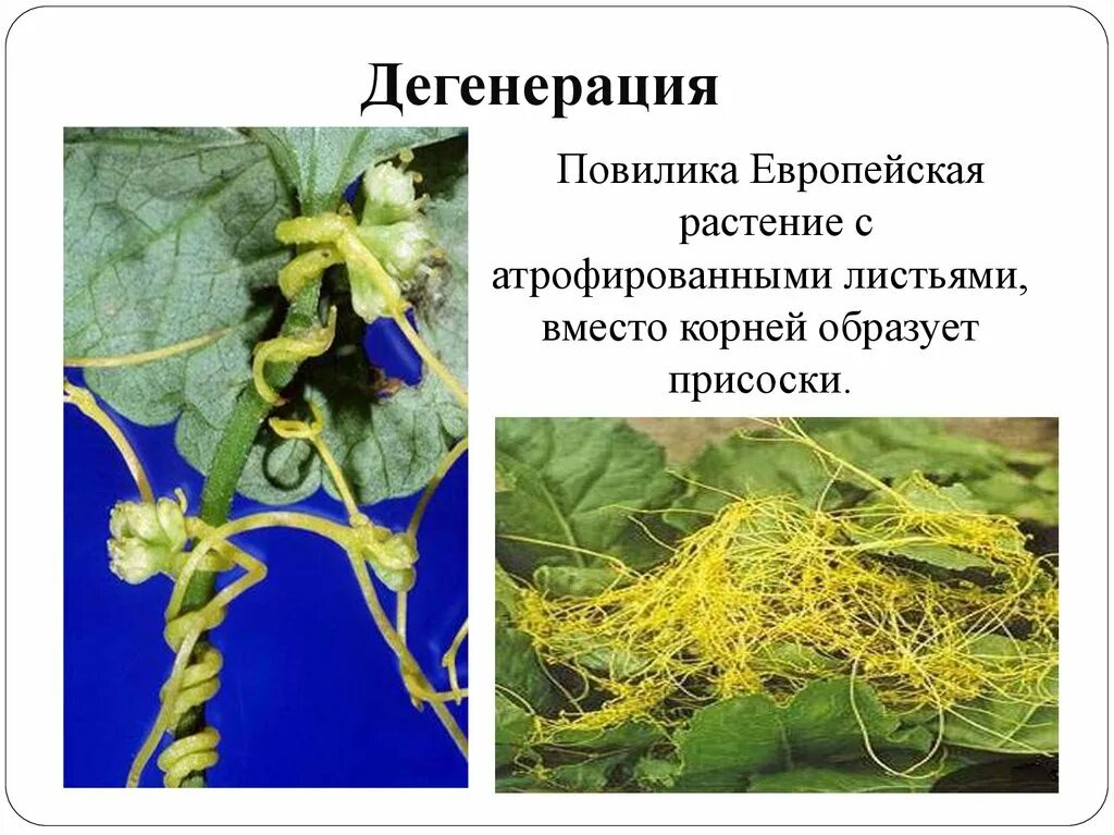 Редукция дегенерация. Повилика растение паразит. Растение повилика дегенерация. Корни присоски повилика. Гаустории повилики.