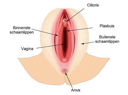 De vulva is de huid rond de vagina en bestaat uit. de buitenste schaamlippe...