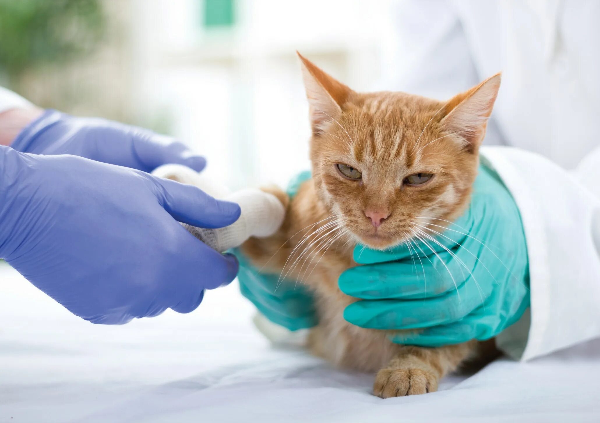 Ветеринар с кошкой. Хирургия животных кошки. Перевязал лапу