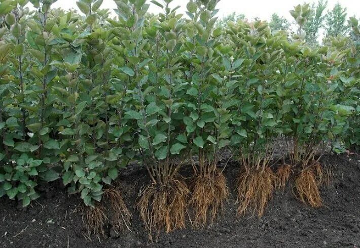 М подвои яблони. Мм-106 подвой яблони. М подвои яблони. Клоновые подвои яблони. Мм-106 подвой яблони.