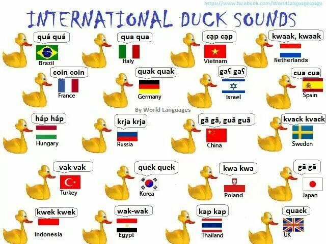 Слово duck. Звук утки на английском. Звук уточки. Какие звуки издает утка.