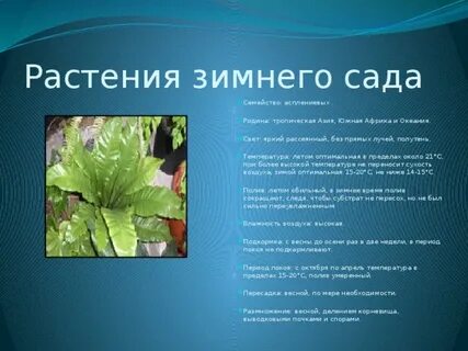 Презентация зимний сад