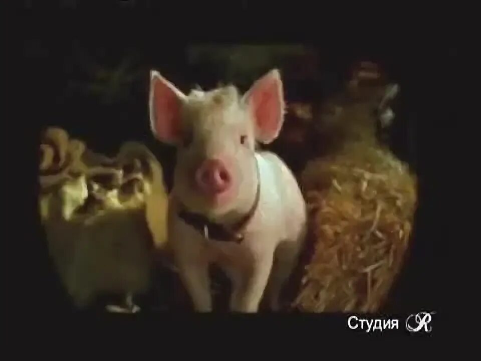 Солнце всходит и заходит в нашем поросятнике