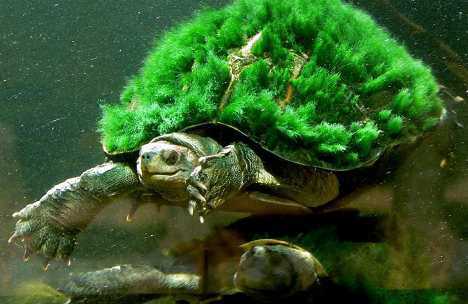 Черепаха редкие виды. Черепаха Elusor macrurus.