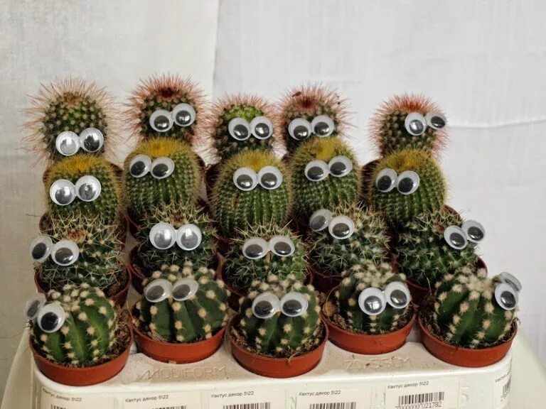 Забавный кактус. Кактус с глазами. Ватрикания гюнтера кактус. Кактус с глазами. Смешные кактусы с глазками.