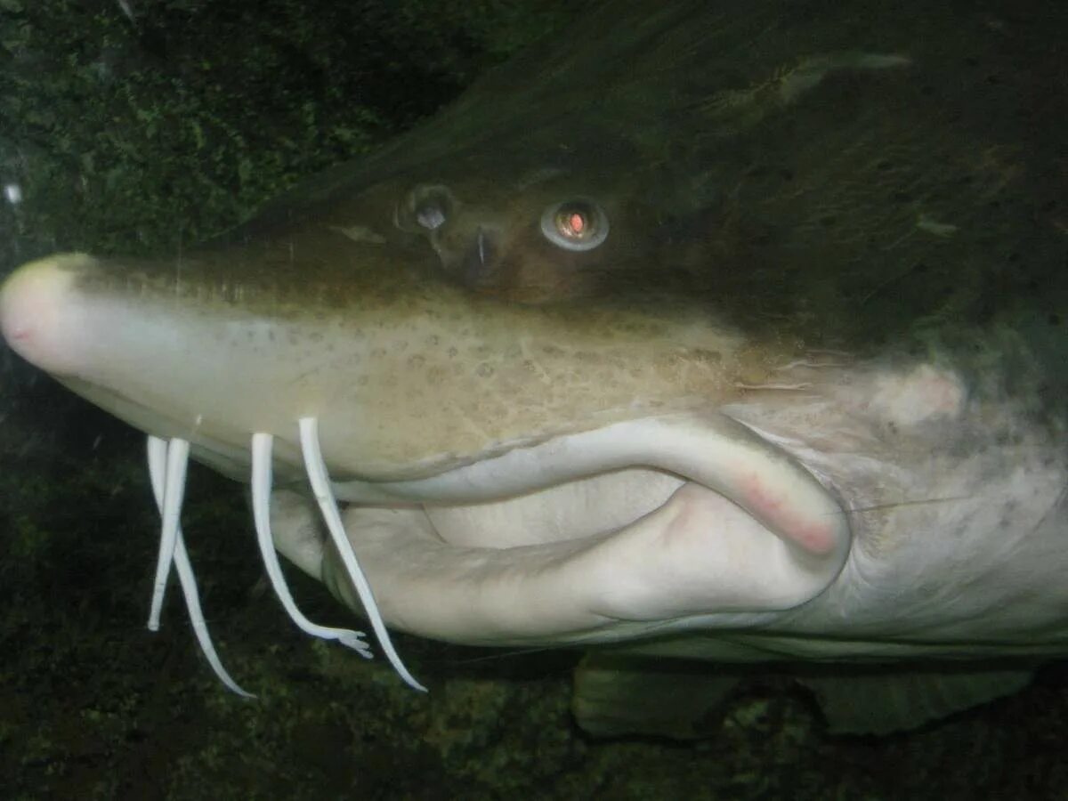 Амурская калуга рыба. Калуга амурская белуга. Рыбный калуга. Калуга амурская белуга. Амурская калуга рыба.