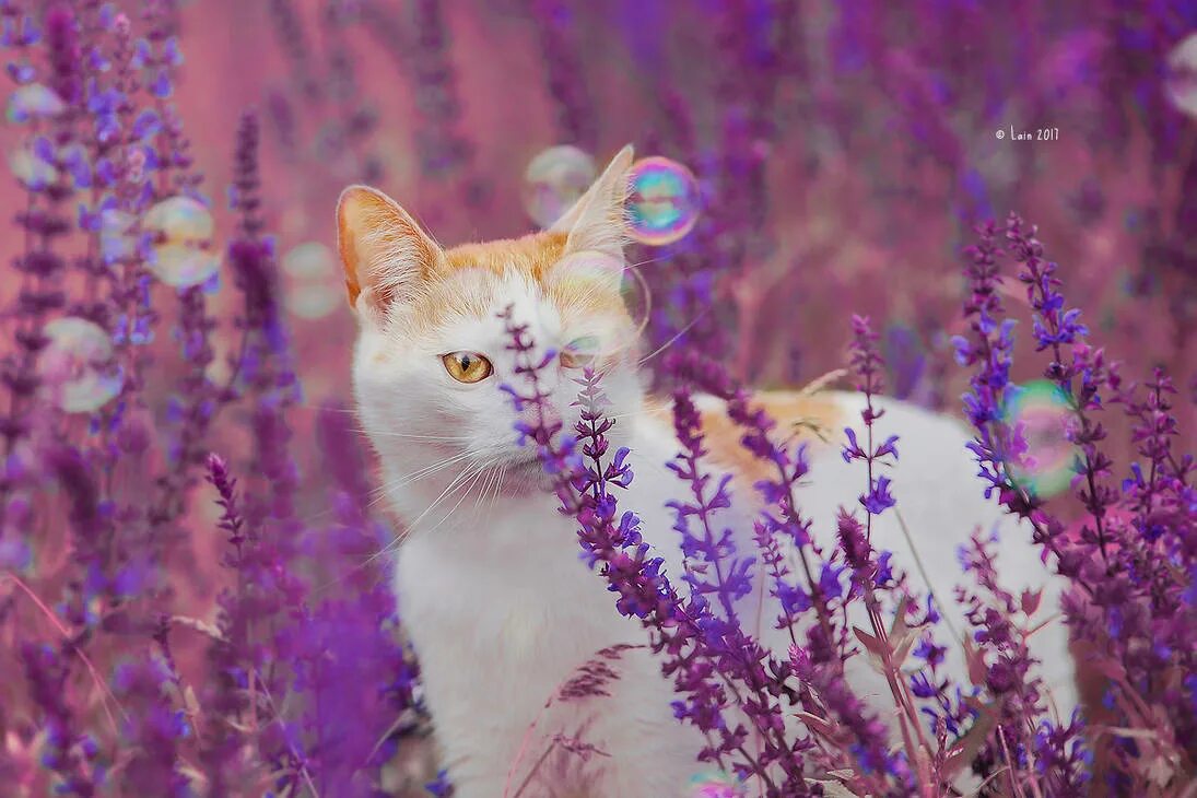Кошки сиренью. Сиреневый кот. Лавандовая кошка. Котик на фиолетовом фоне. Кот в лаванде.