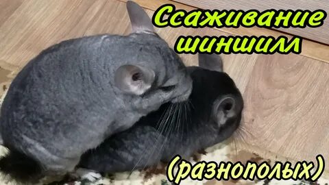 Шиншилла характер