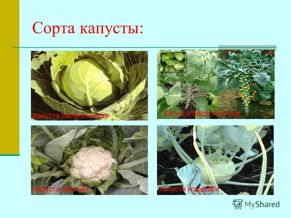 розоцветных семейств покрытосеменные. декоративные пасленовые растения. крестоцветные и пасленовые. семейство крестоцветные редиска. крестоцветные и пасленовые биология 7.