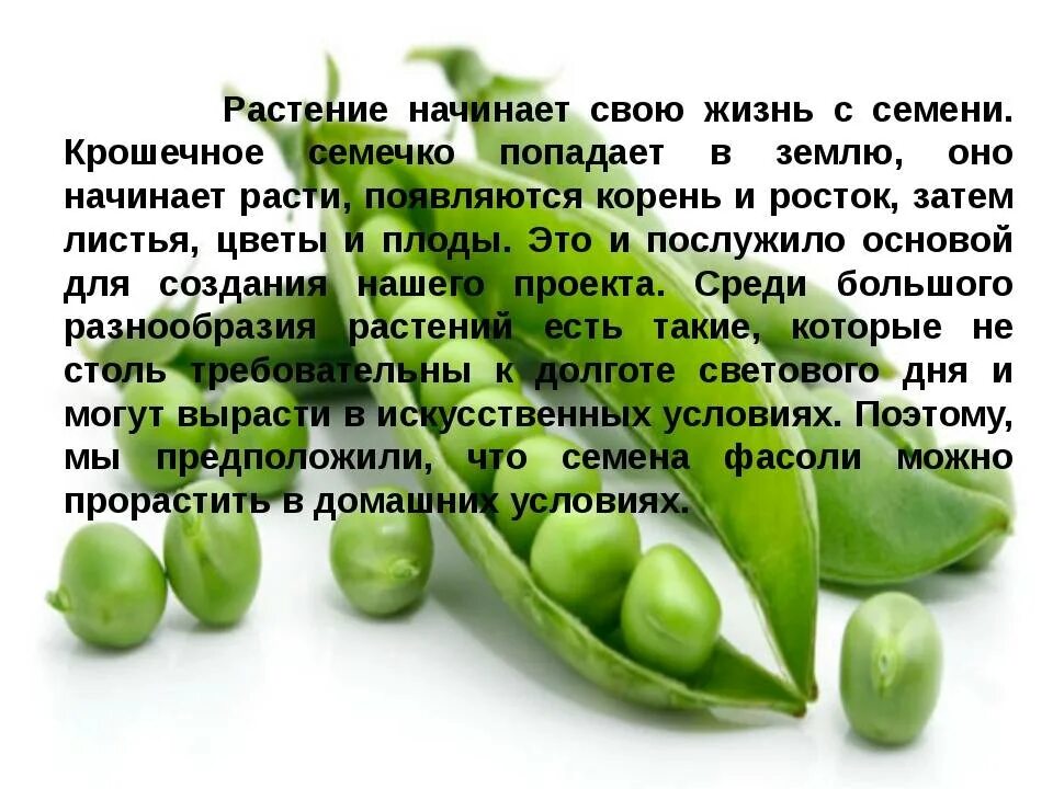 Горошина начала расти появился крохотный росток. Доклад про горох. Сообщение о горохе. Рассказ о горохе. Горох информация для детей.