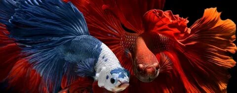 Петушки телефон