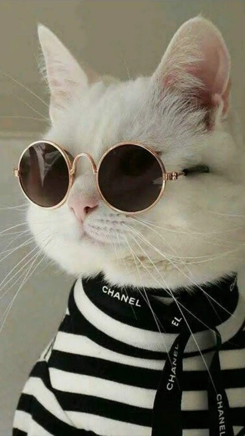 Эстетика котики на аву. Крутые котики. Крутые кошки. Котик с очками. Крутая кошка в очках.