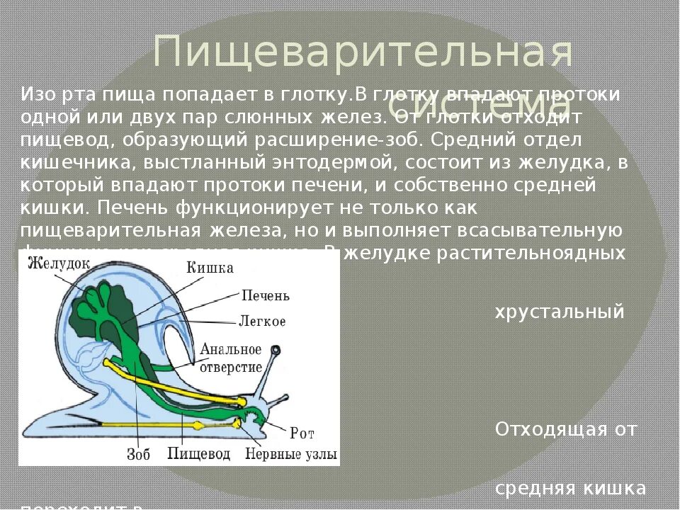 Пищеварительная система брюхоногих моллюсков. Пищеварительная система брюхоногих. класс брюхоногие пищеварительная система. пищеварительная система класс брюхоногие класс.