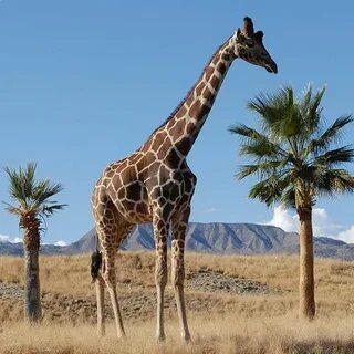 The giraffe is the tallest animal