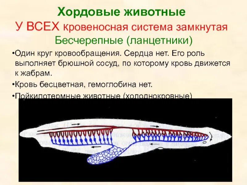 Бесчерепные ланцетник. Класс Ланцетники кровеносная система. Кровеносная система система ланцетника. Строение кровеносной системы хордовых животных. Кровообращение ланцетника