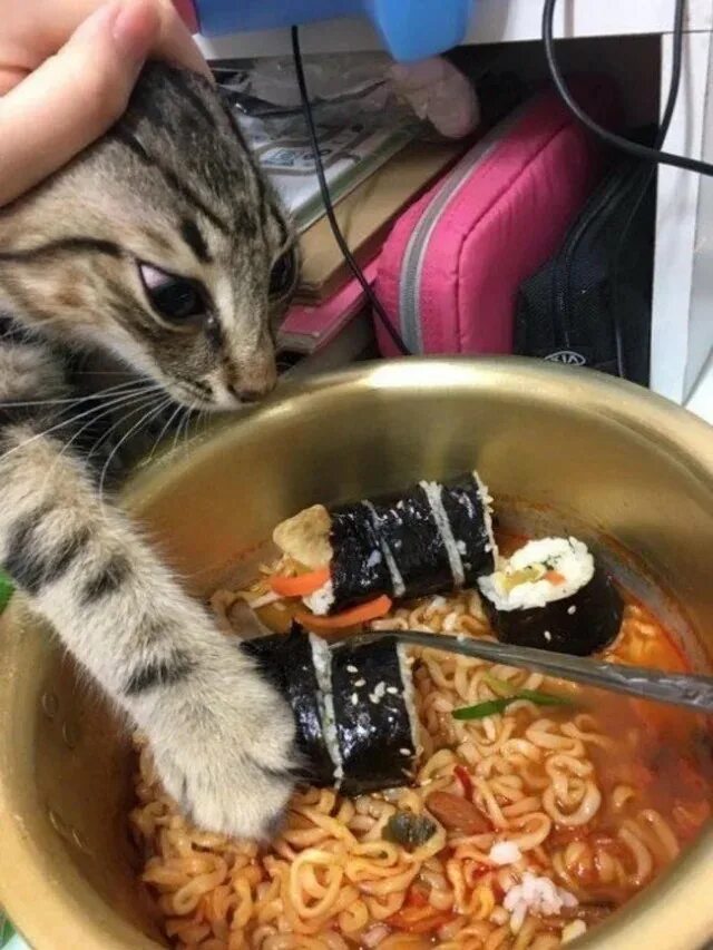 Тихо голодный. Кот и еда. Кот крадет еду. Кот кушает. Котик с едой.