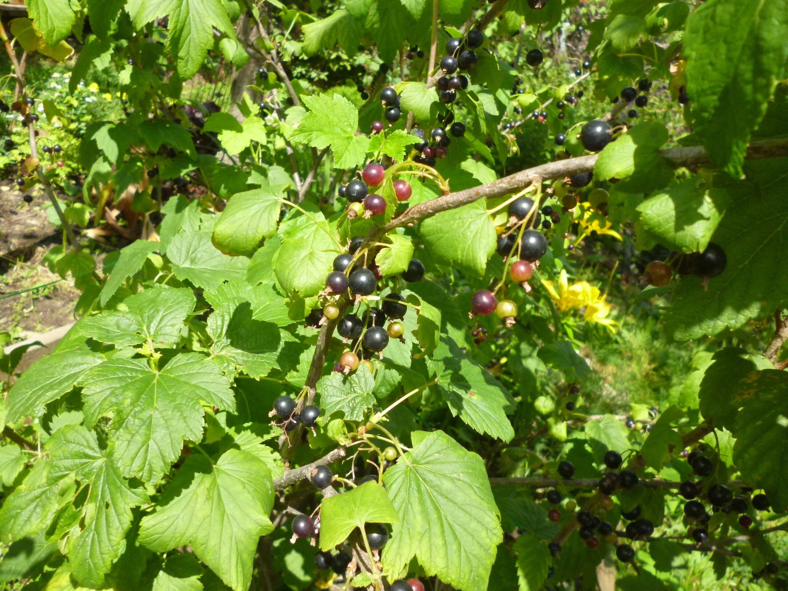 Смородино-крыжовниковый гибрид йошта. Смородина кустарник. Смородина Садовая куст. Смородина черная куст. Урожайность черной смородины