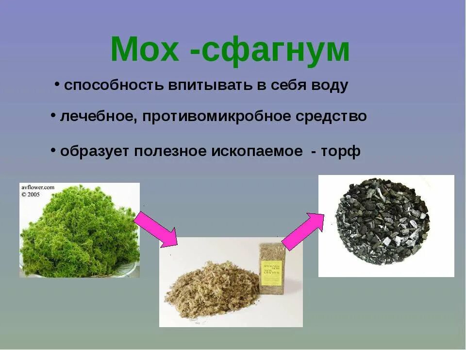 Как питается торфяной мох сфагнум поглощает ризоидами. Роль мхов в природе. мох полезный для человека. роль мхов в жизни человека. применение мхов.