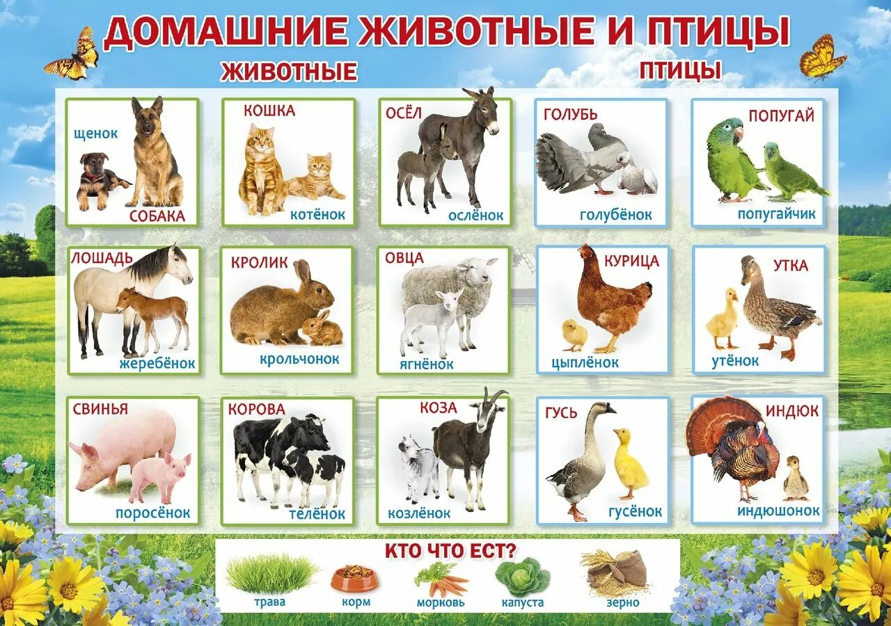 Домашние животные и их названия. Плакат. домашние животные.. домашние животные и птицы. ljvfiybtживотные для детей. названия домашних живот.