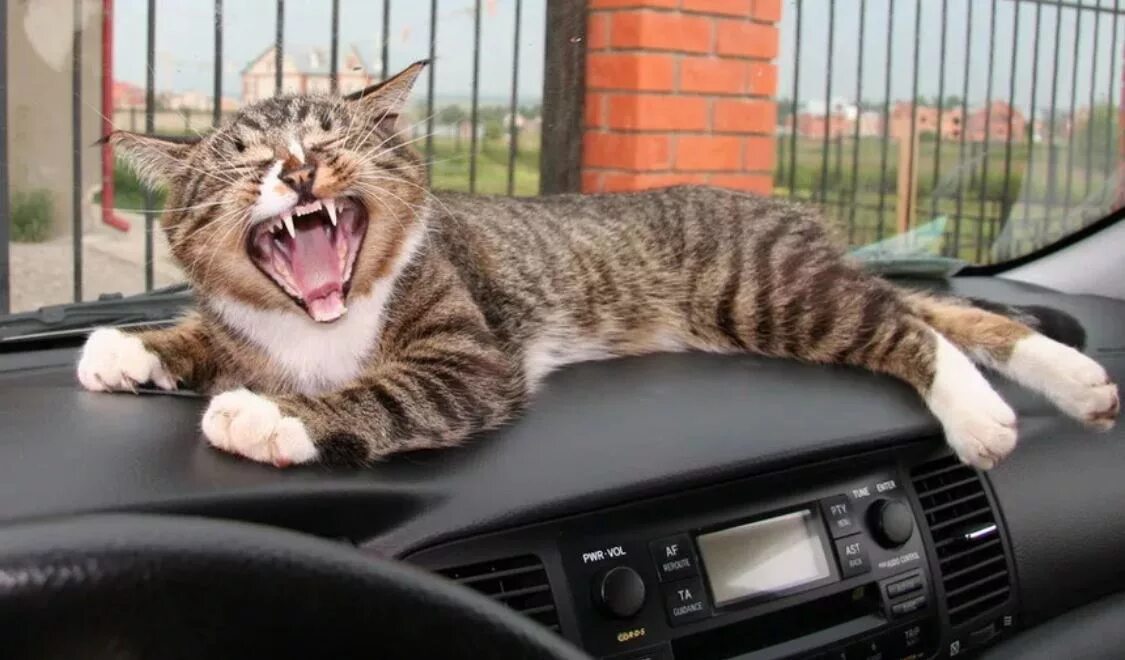 Включи котэ машина. Кот в автомобиле. Кот на торпеде автомобиля. Смешной кот в машине. Котик за рулем.